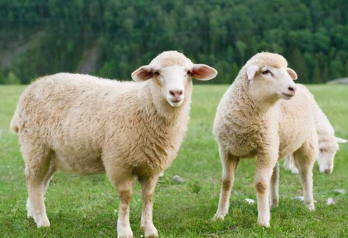 娱乐吃瓜酱讲羊羊